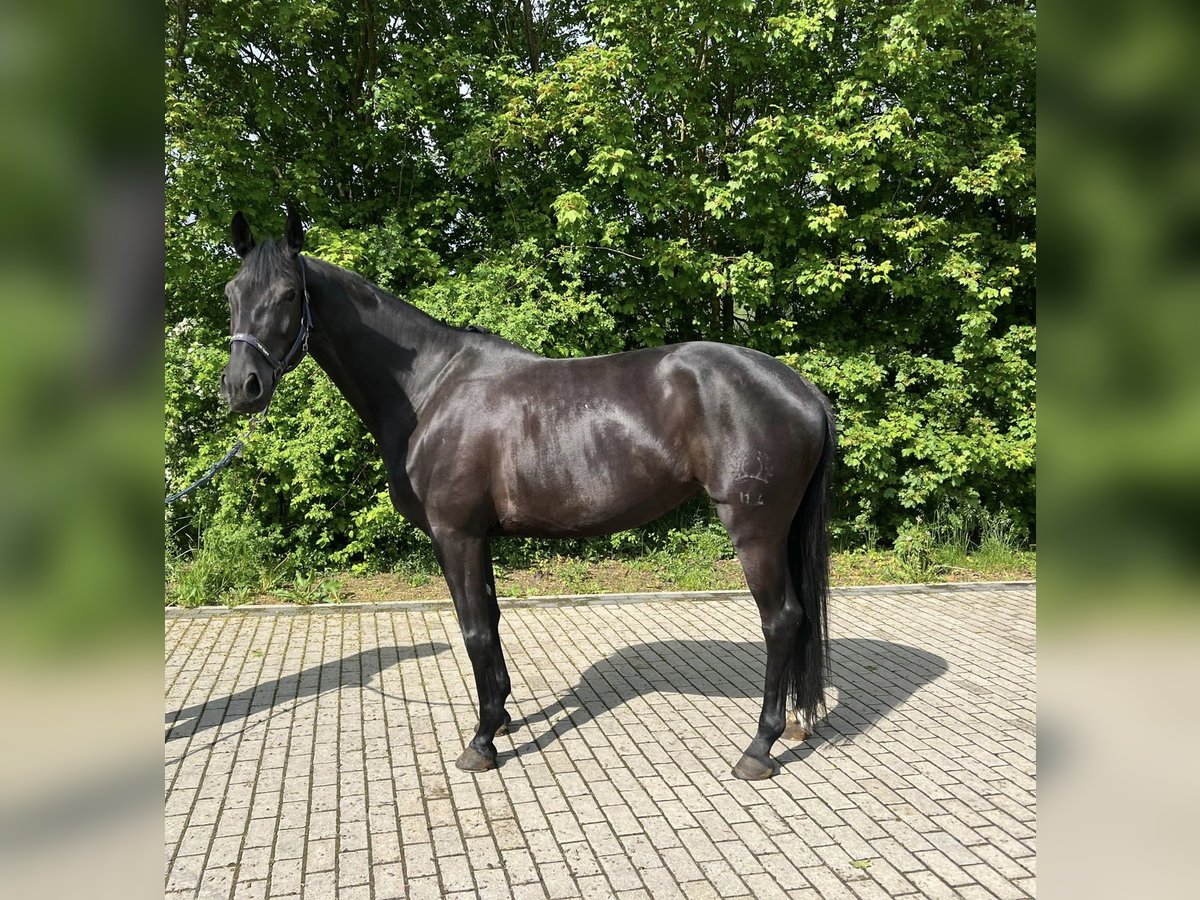 Koń trakeński Klacz 8 lat 167 cm Kara in Berschweiler