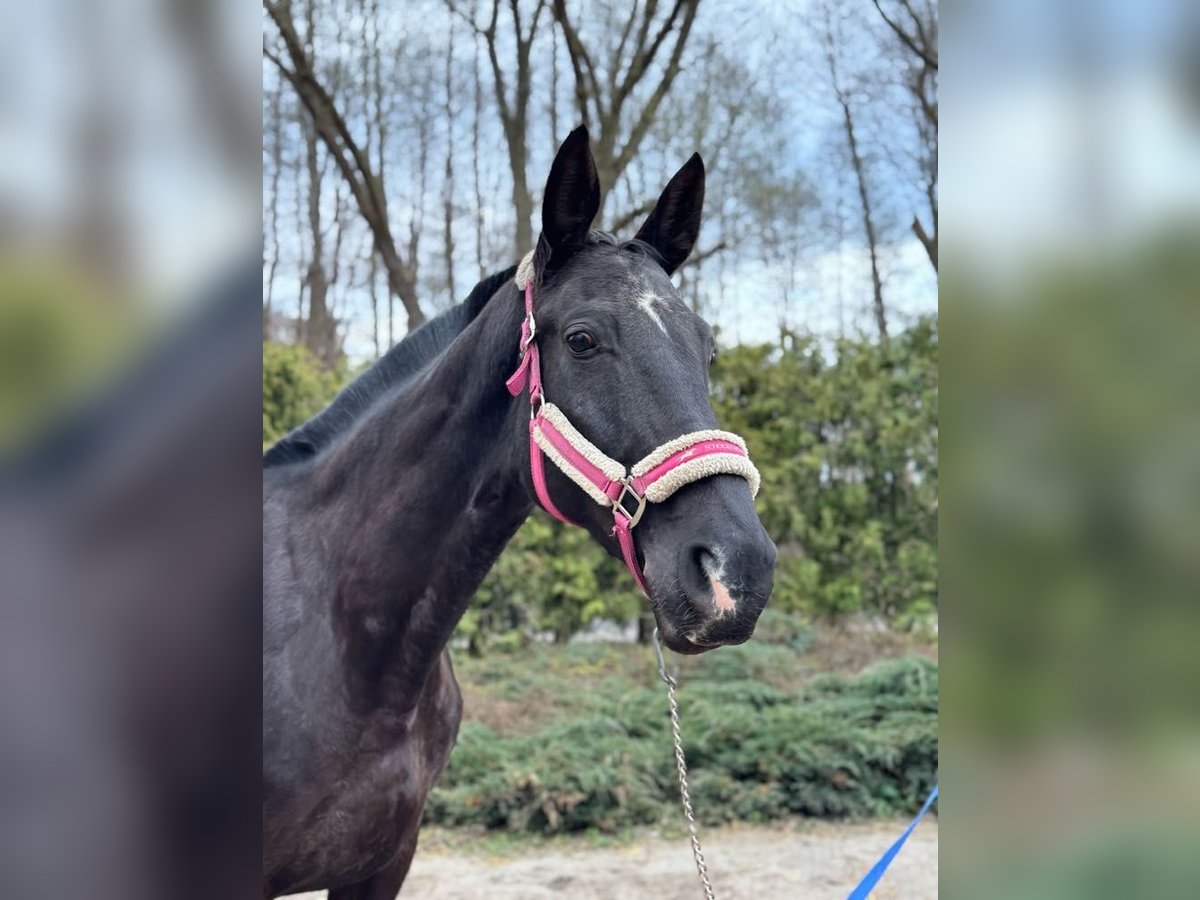 Koń trakeński Klacz 8 lat 170 cm Kara in Toruń