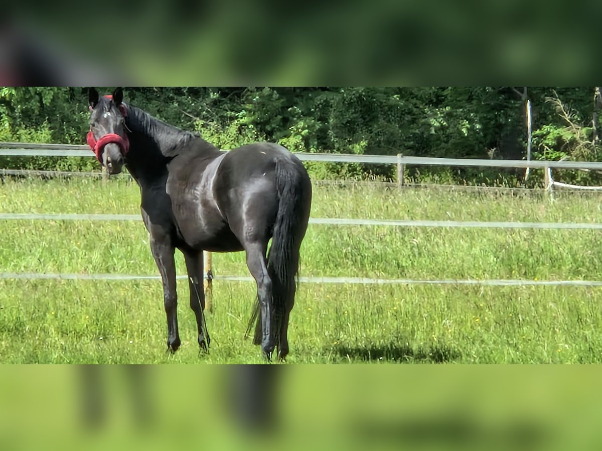 Koń trakeński Klacz 9 lat 169 cm Kara in Selters