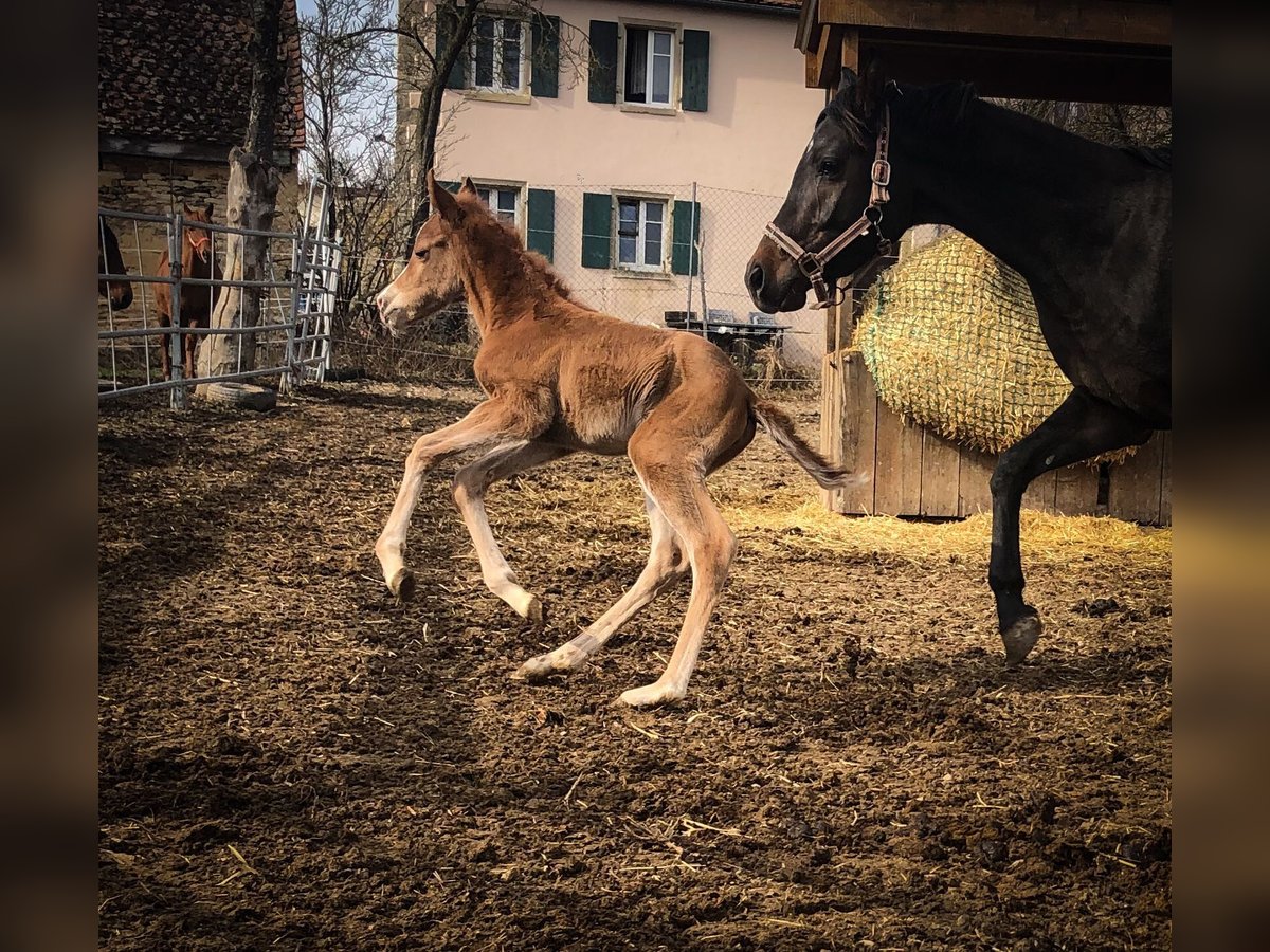 Koń trakeński Klacz  155 cm Kasztanowata in Weißenburg in BayernWeißenburg