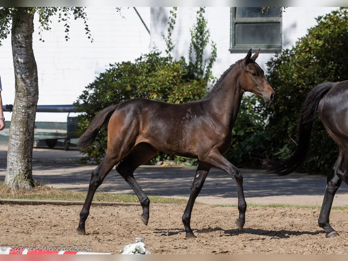 Koń trakeński Klacz Źrebak (05/2024) 168 cm Ciemnogniada in Marxen