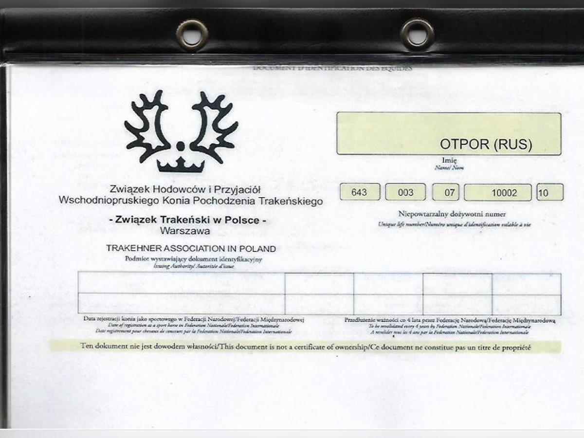 Koń trakeński Ogier 15 lat 163 cm Kasztanowata in Oleśnica-Folwark Koń trakeński Ogier 15 lat 163 cm Kasztanowata in Oleśnica-Folwark