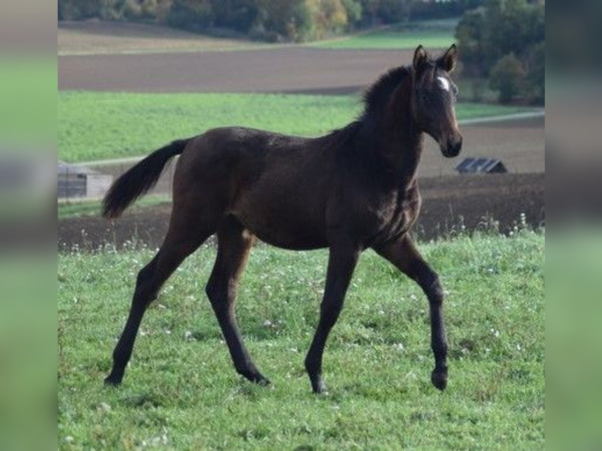 Koń trakeński Ogier 2 lat 174 cm Ciemnogniada in Adelsried