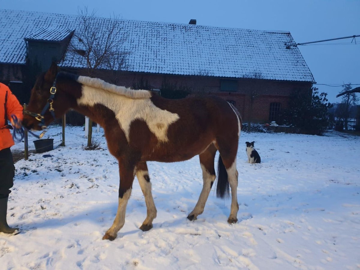 Koń trakeński Ogier 3 lat Srokata in Oetzen
