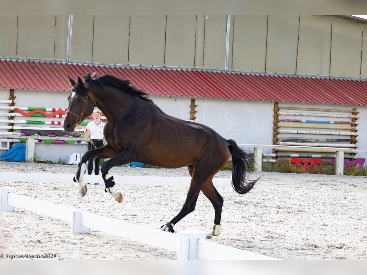 Koń trakeński Ogier 4 lat 167 cm Ciemnogniada in &#1054;&#1087;&#1080;&#1094;&#1074;&#1077;&#1090; / Opicvet