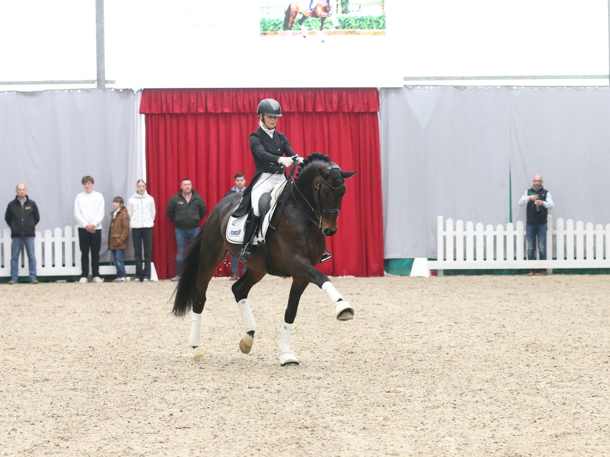 Koń trakeński Ogier Gniada in Coesfeld