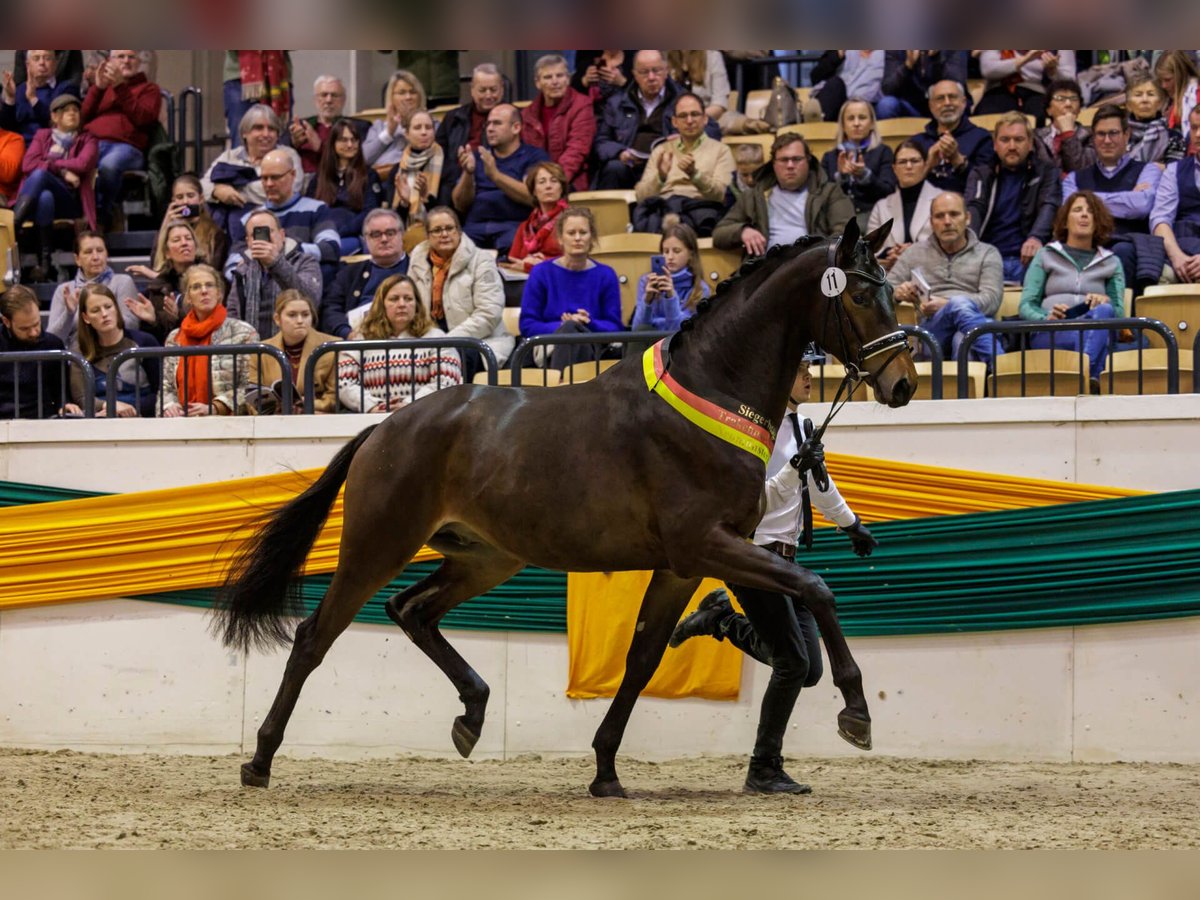 Koń trakeński Ogier Gniada in Pfarrkirchen