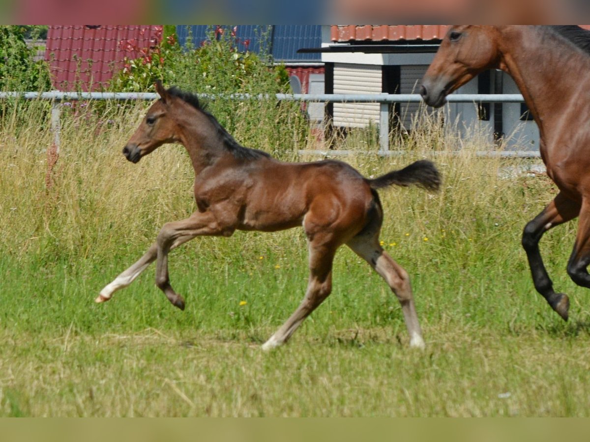 Koń trakeński Ogier Źrebak (05/2024) 168 cm Ciemnogniada in Alzenau