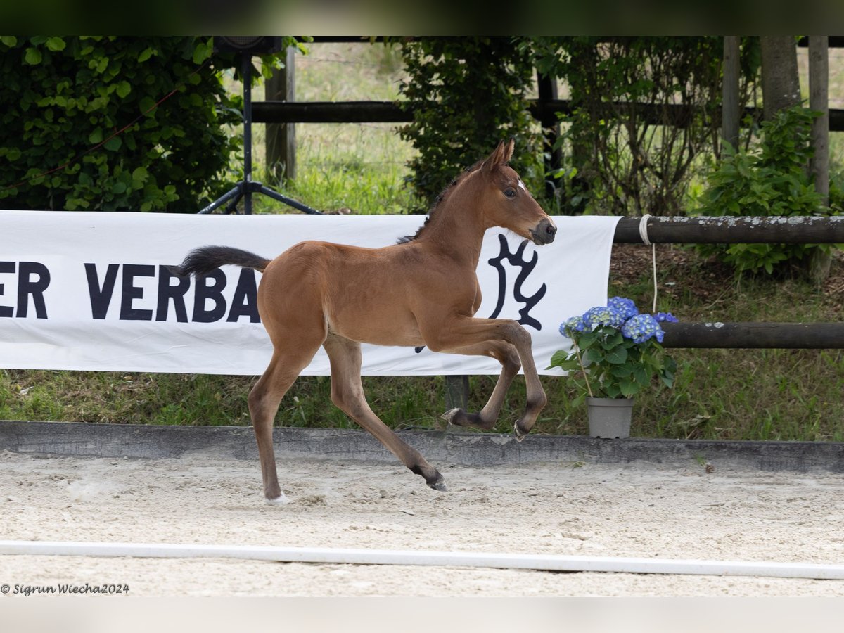 Koń trakeński Ogier Źrebak (05/2024) 168 cm Gniada in Waigandshain