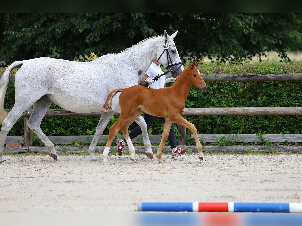 Koń trakeński Ogier Źrebak (05/2024) 168 cm Kasztanowata in Plessa