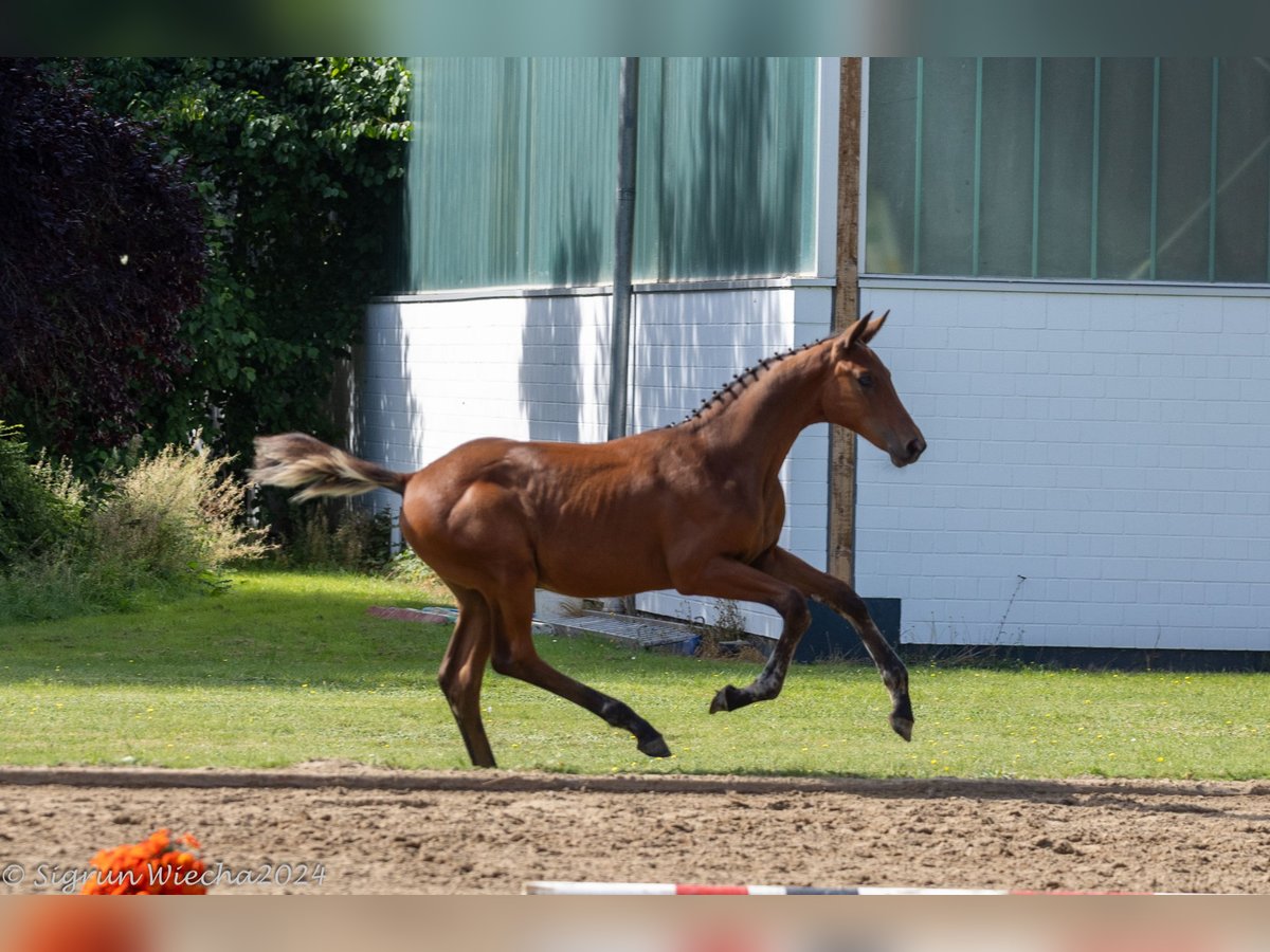 Koń trakeński Ogier Źrebak (04/2024) 172 cm Gniada in Harsefeld