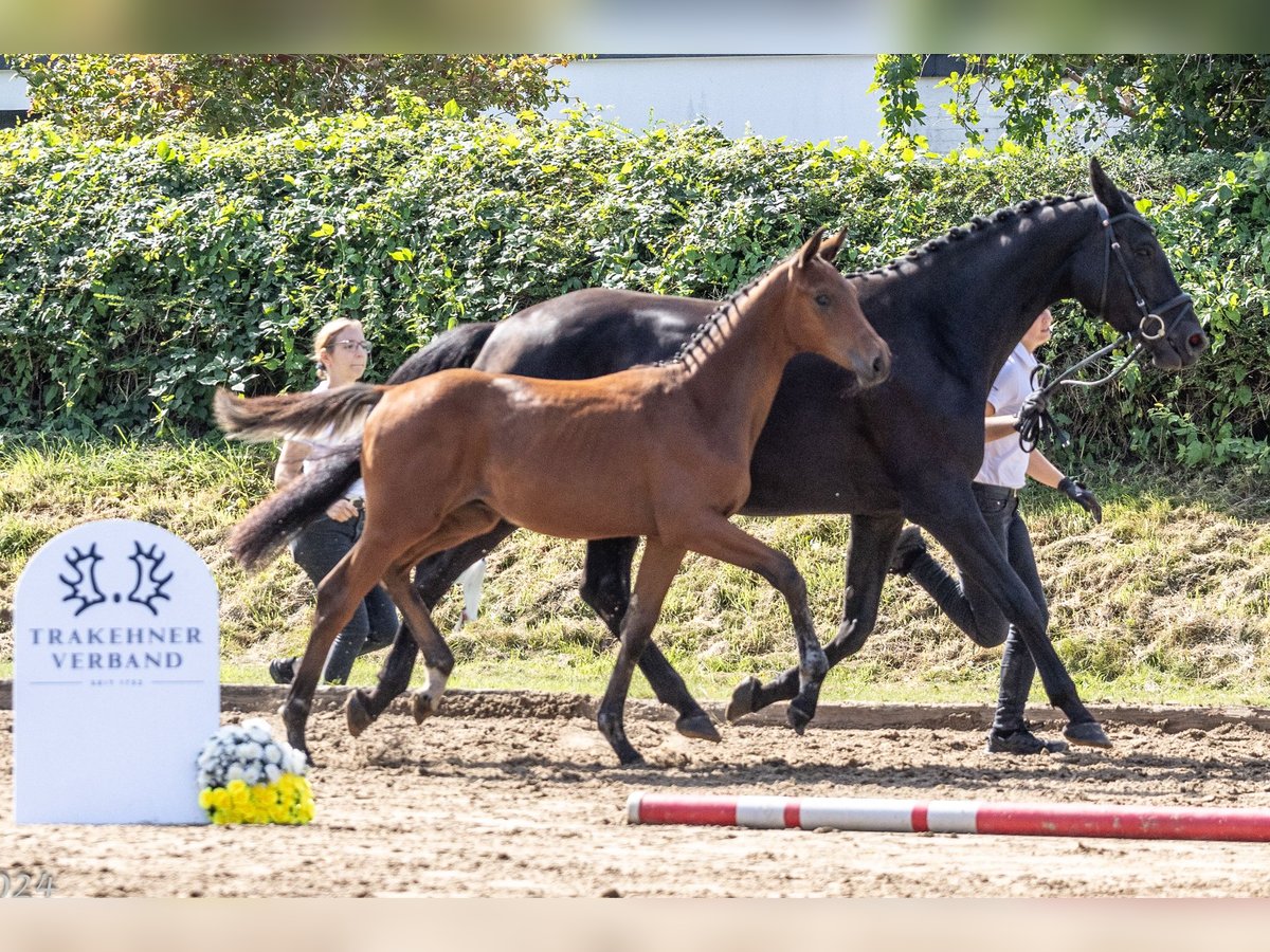 Koń trakeński Ogier  172 cm Gniada in Harsefeld