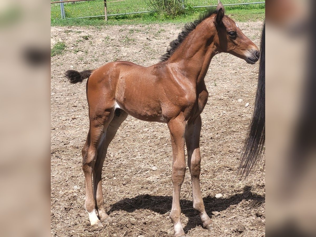 Koń trakeński Ogier Źrebak (06/2024) 173 cm Gniada in Adelsried