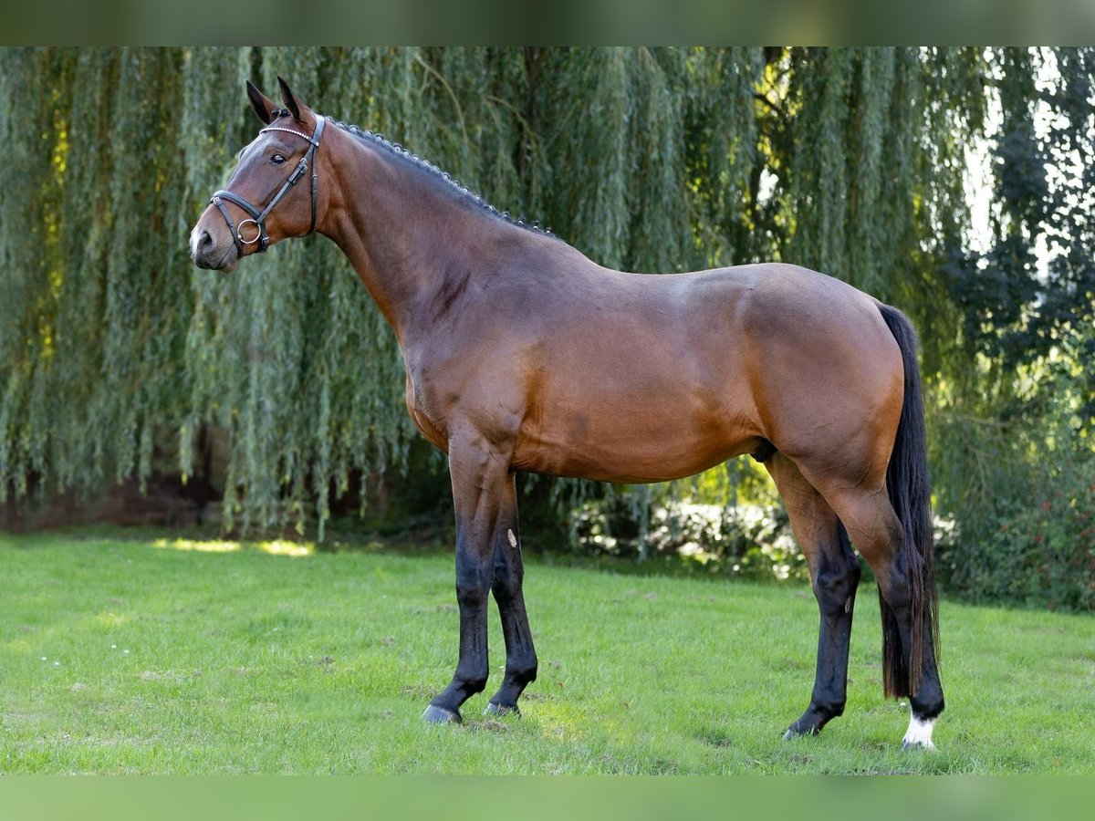 Koń trakeński Wałach 5 lat 168 cm Ciemnogniada in Altenstadt