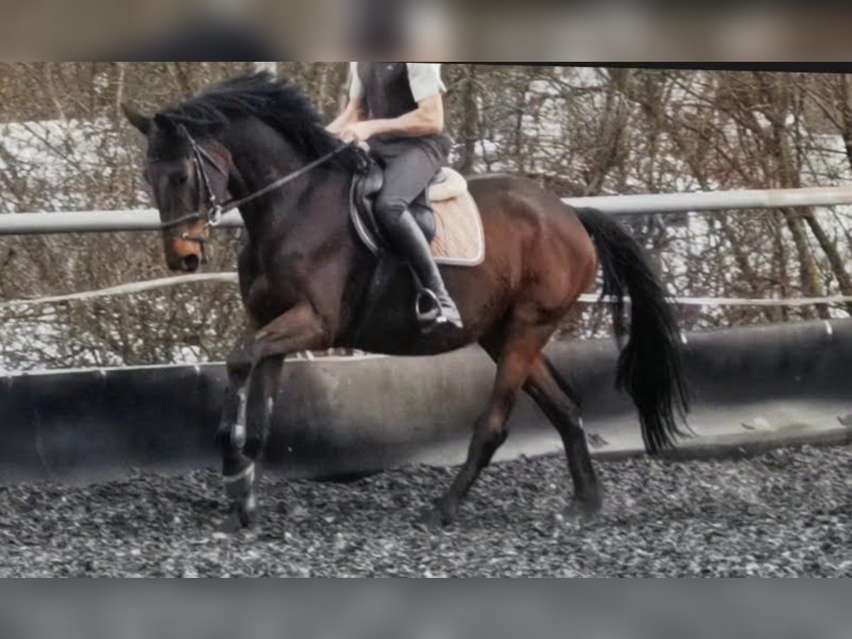 Koń trakeński Wałach 5 lat 172 cm Ciemnogniada in Kraichtal