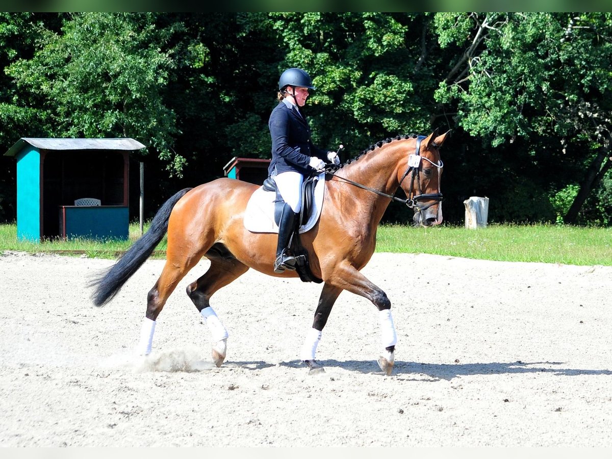 Koń trakeński Wałach 5 lat 173 cm Ciemnogniada in Emmerthal