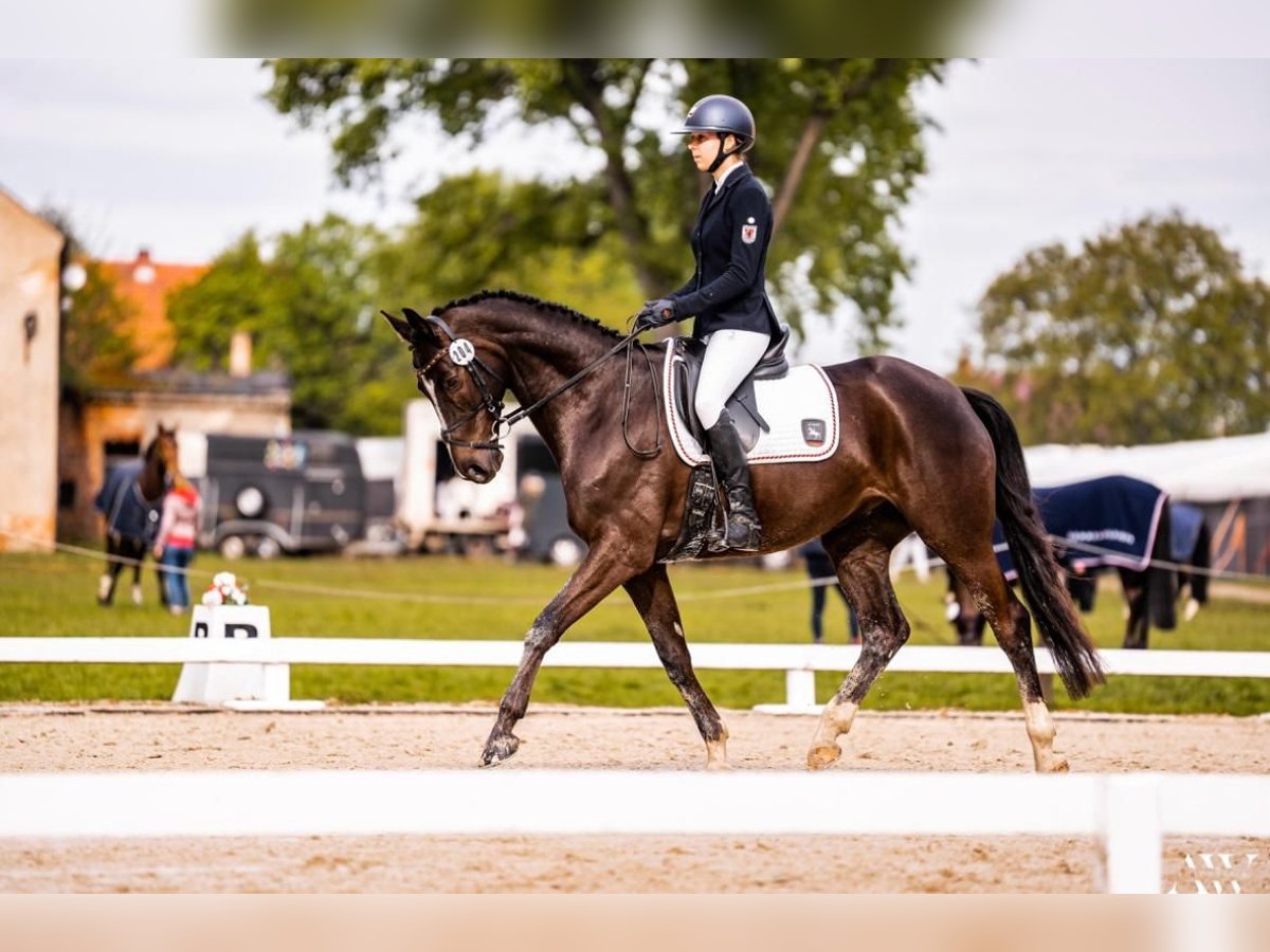 Koń trakeński Wałach 10 lat 164 cm Ciemnokasztanowata in L&#xF6;wenberger Land