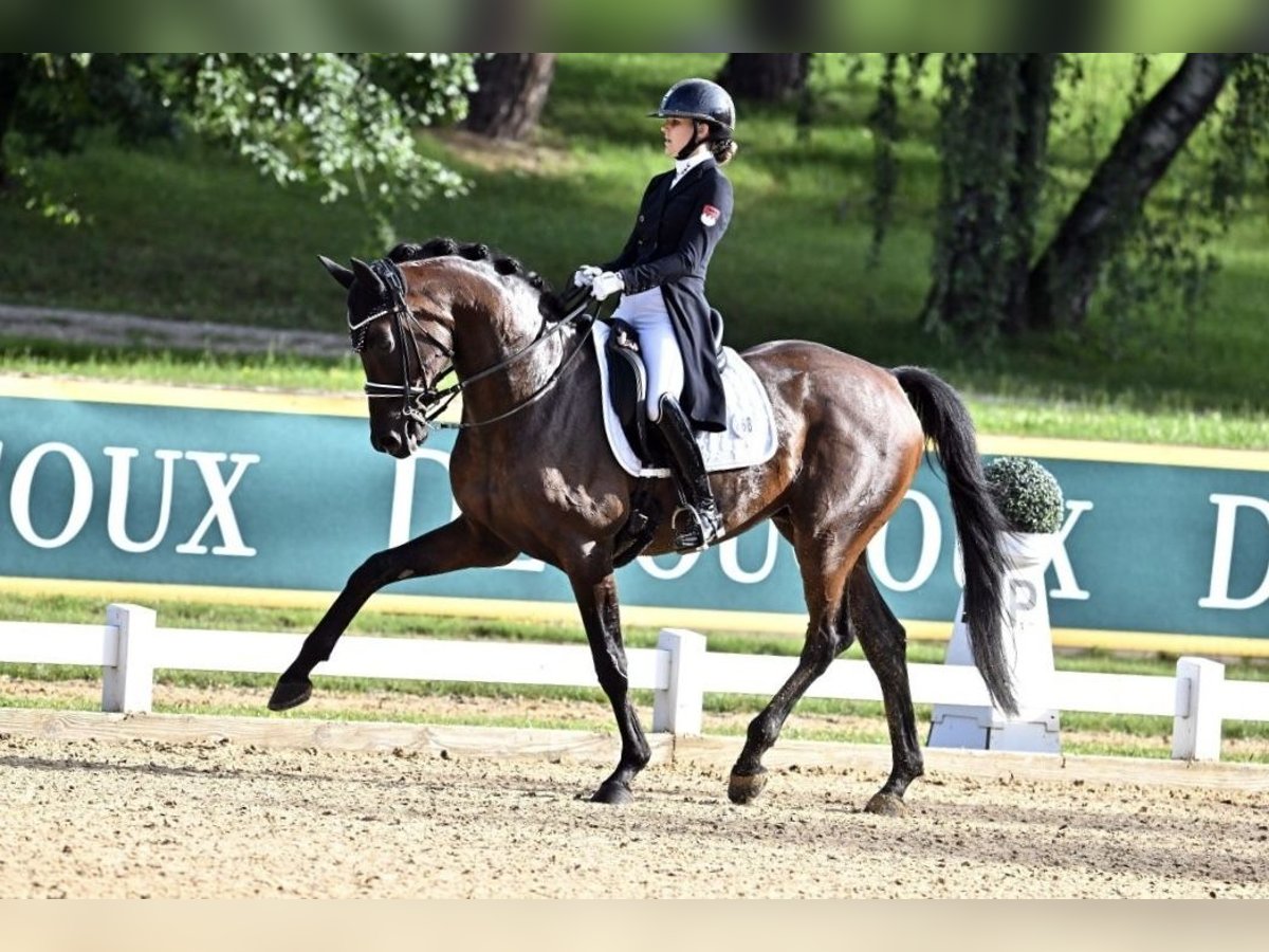 Koń trakeński Wałach 10 lat 168 cm Ciemnogniada in Osnabrück