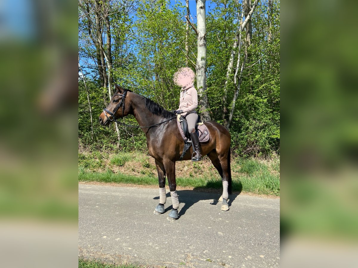 Koń trakeński Wałach 13 lat 179 cm Ciemnogniada in Ruppichteroth