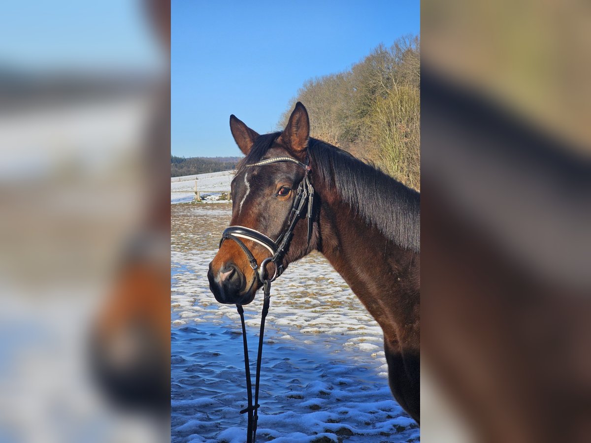 Koń trakeński Wałach 3 lat 164 cm Ciemnogniada in Uslar