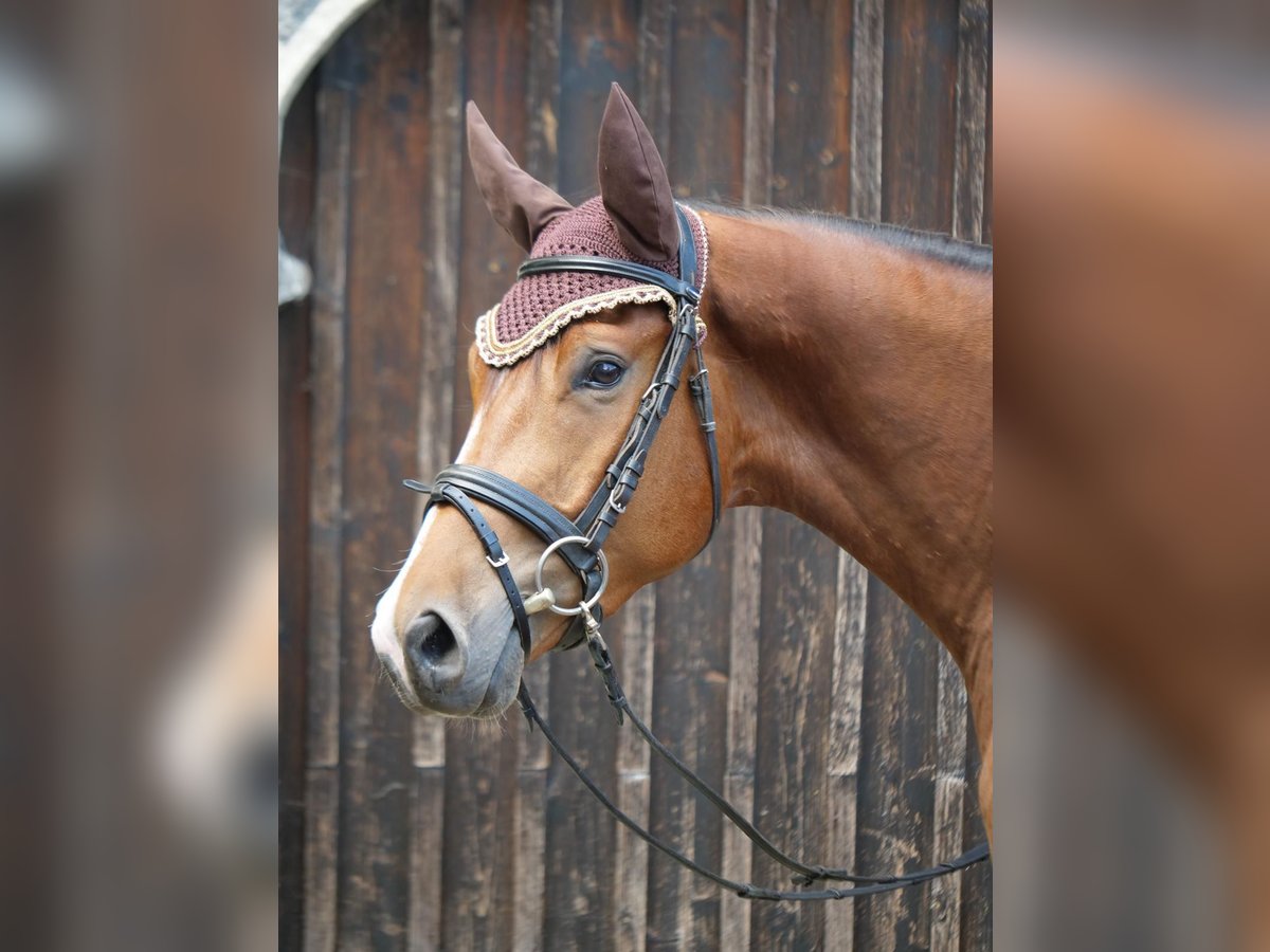 Koń trakeński Wałach 4 lat 165 cm Gniada in G&#xFC;nzburg