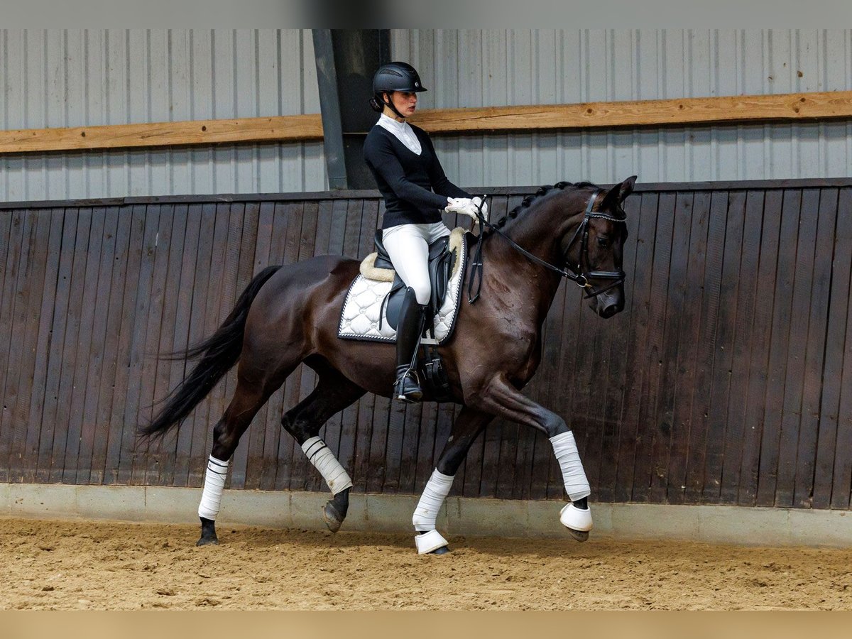 Koń trakeński Wałach 4 lat 167 cm Ciemnogniada in Neumünster