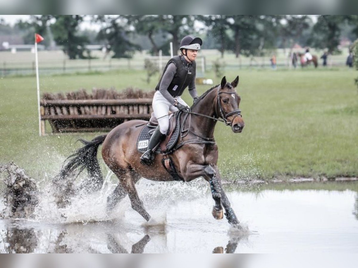 Koń trakeński Wałach 5 lat 167 cm Ciemnogniada in Vechta