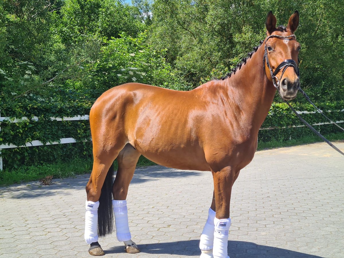 Koń trakeński Wałach 6 lat 165 cm Gniada in Wadersloh