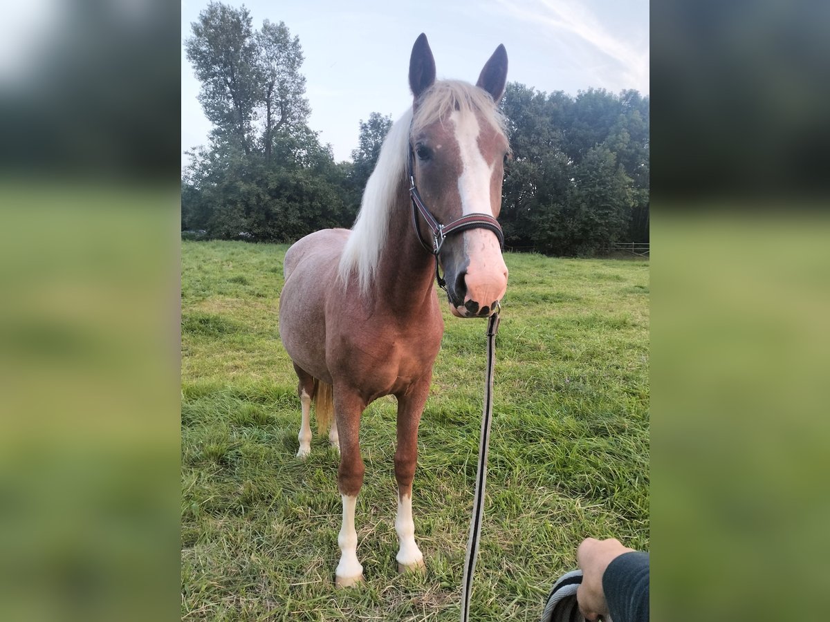 Koń ukraiński Klacz 2 lat 150 cm Ciemnokasztanowata in Weisenheim am Sand