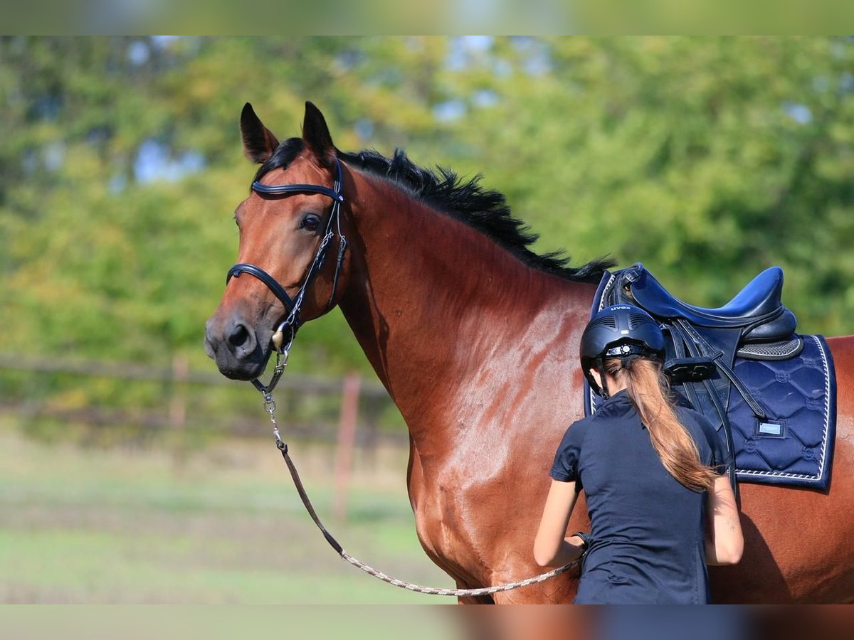 Koń ukraiński Klacz 8 lat in Stud