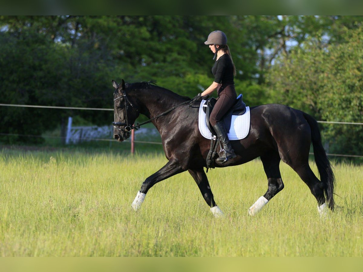 Koń ukraiński Mix Klacz 9 lat 177 cm Kara in Britovka