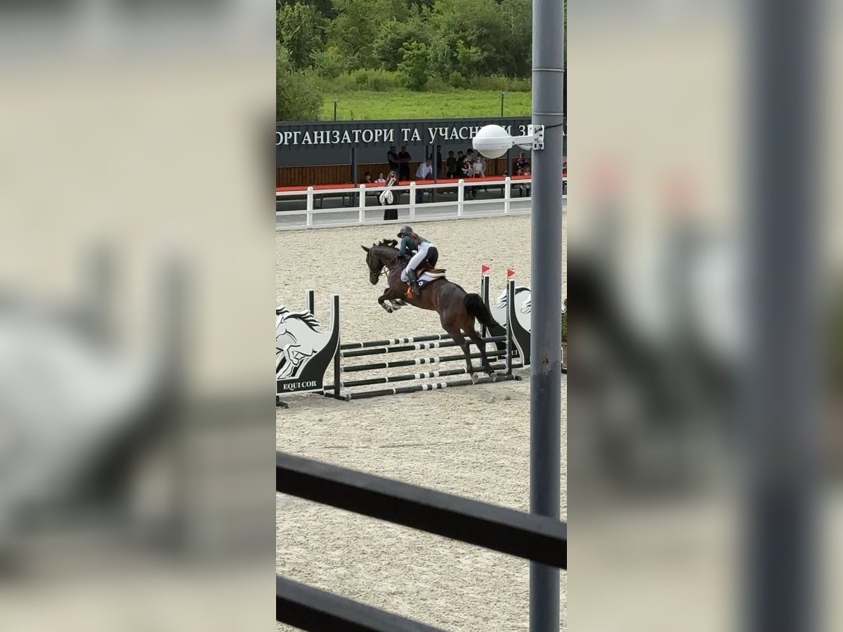 Koń ukraiński Ogier 4 lat 168 cm in &#x41B;&#x44C;&#x432;&#x456;&#x432;