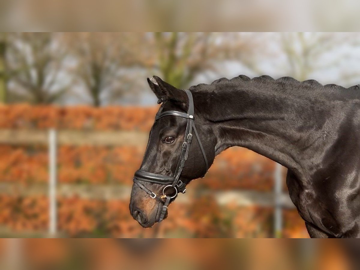 Koń ukraiński Wałach 14 lat 169 cm Ciemnogniada in Löningen