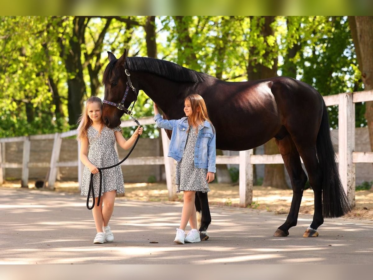 Koń ukraiński Wałach 4 lat 167 cm Gniada in Brovary (Kyiv region)