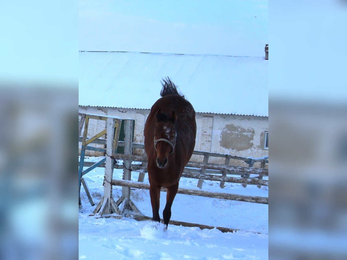 Koń ukraiński Wałach 7 lat 164 cm Gniada in Kienka