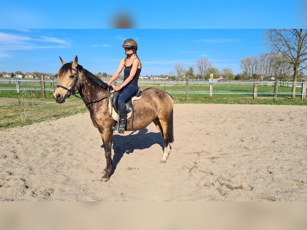 Koń westfalski Klacz 10 lat 145 cm Bułana in Neuburg an der Donau