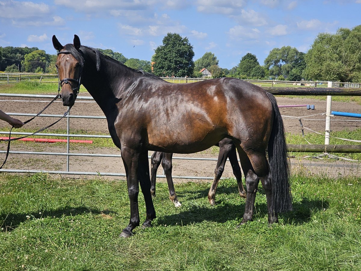Koń westfalski Klacz 10 lat 166 cm Ciemnogniada in Lienen