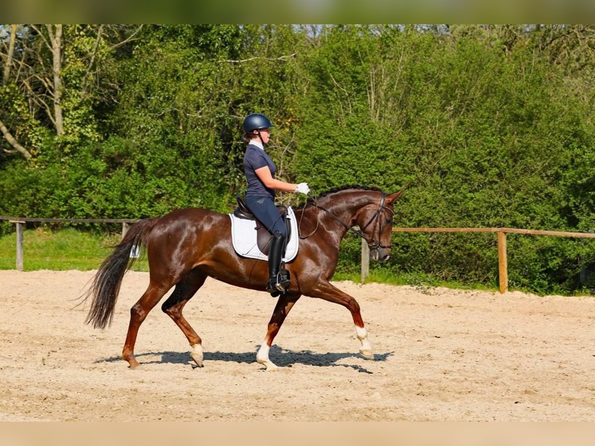 Koń westfalski Klacz 10 lat 166 cm Ciemnokasztanowata in Gevelsberg