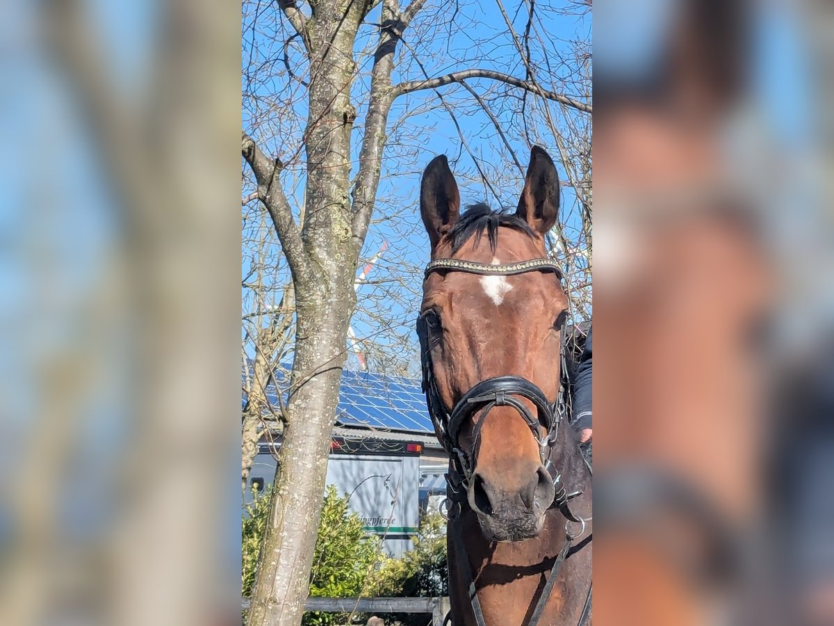 Koń westfalski Klacz 10 lat 166 cm Gniada in Altenberge