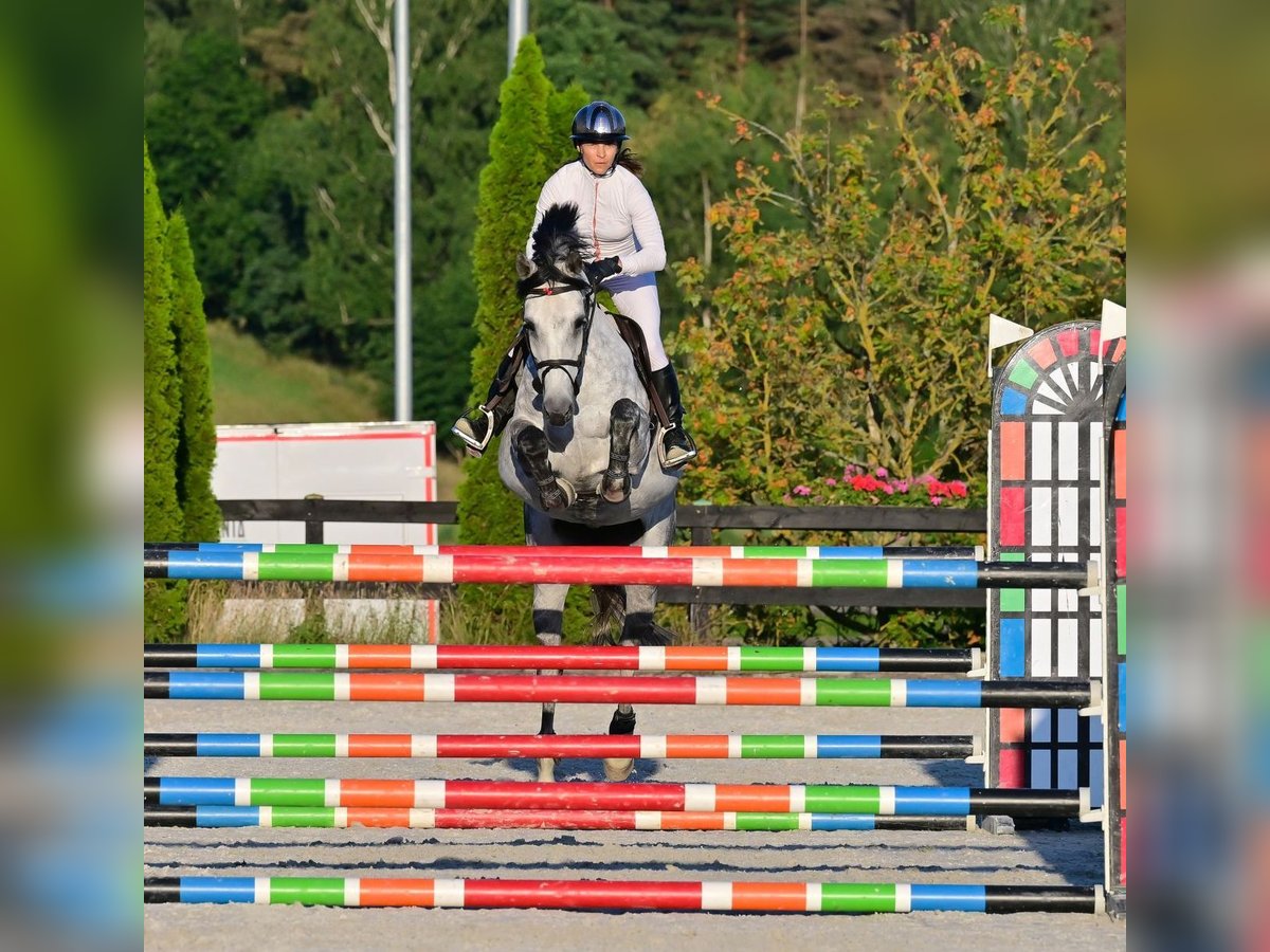 Koń westfalski Klacz 10 lat 167 cm Siwa jabłkowita in Wysin