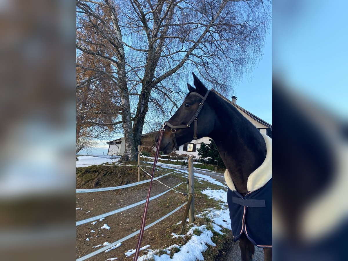 Koń westfalski Klacz 10 lat 170 cm Ciemnogniada in Möggers