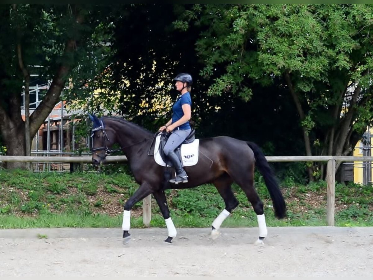 Koń westfalski Klacz 10 lat 170 cm Kara in Wellheim