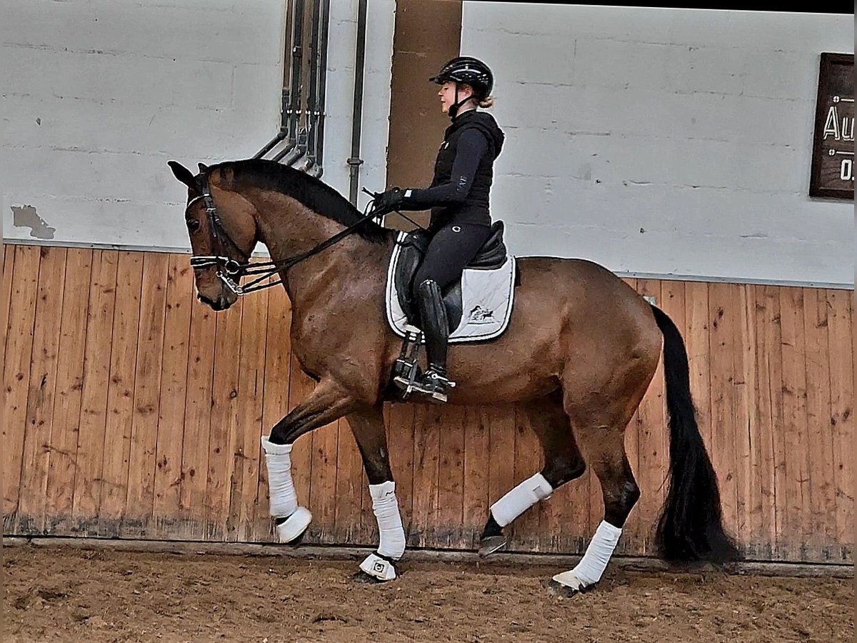 Koń westfalski Klacz 10 lat 173 cm Gniada in Röttingen