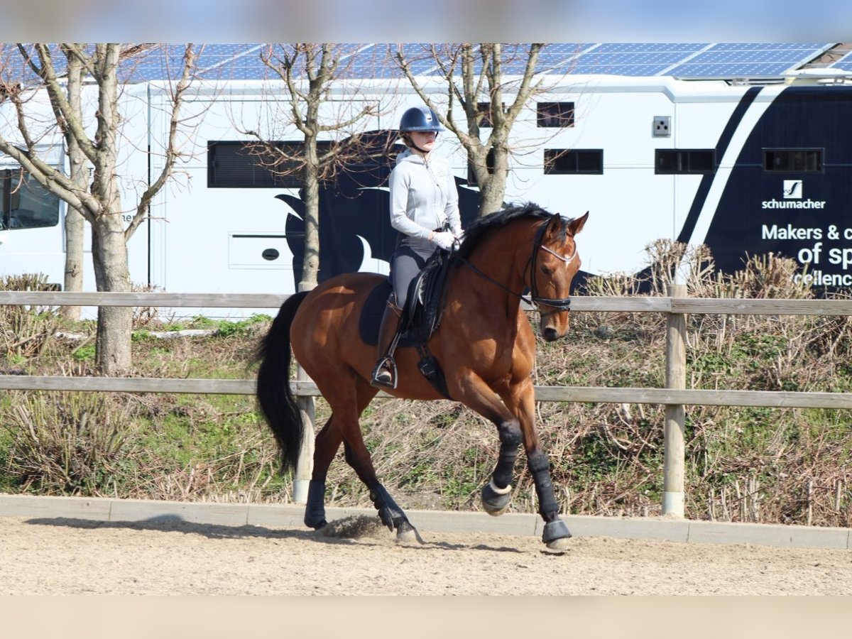 Koń westfalski Klacz 10 lat 174 cm Gniada in Esens