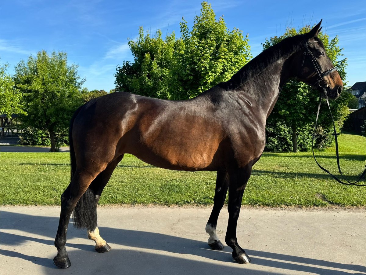 Koń westfalski Klacz 11 lat 170 cm Skarogniada in Schmallenberg
