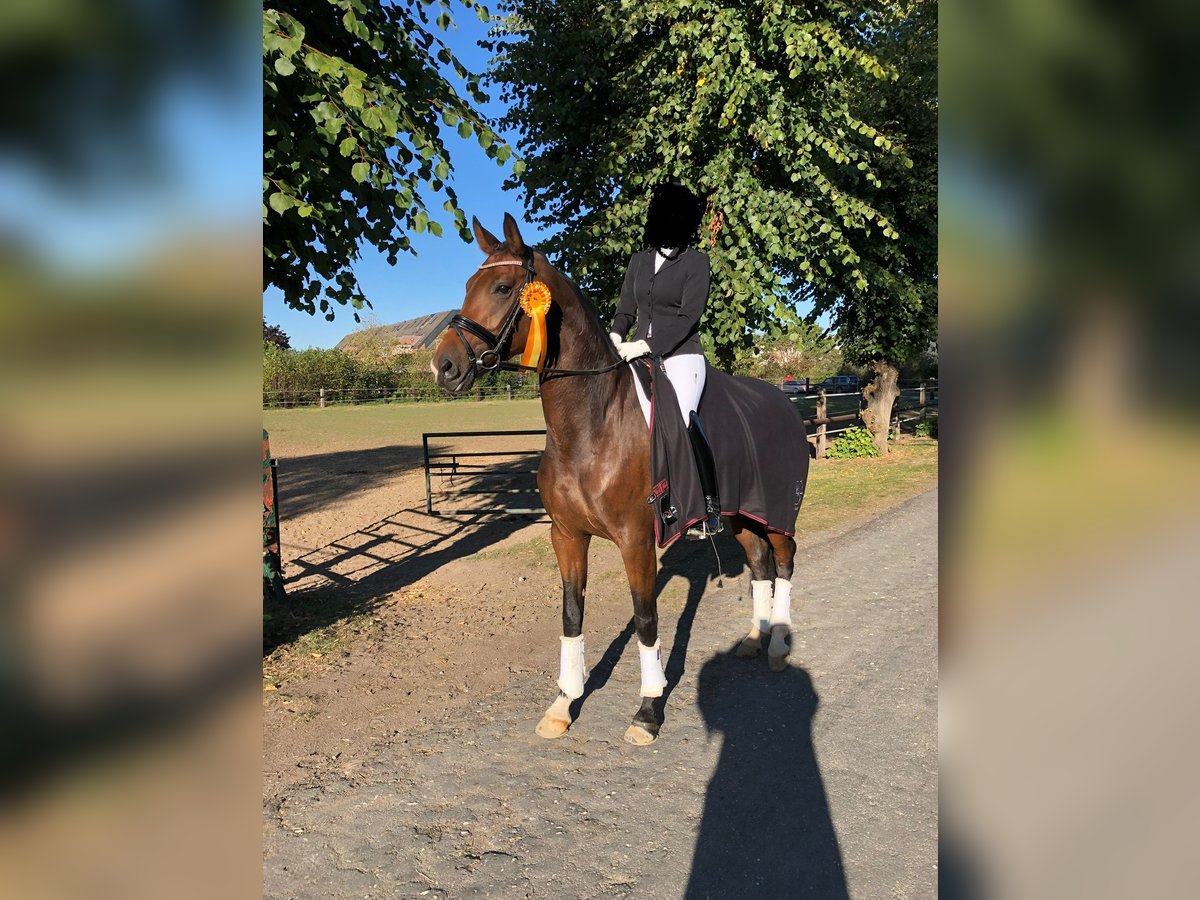 Koń westfalski Klacz 11 lat 173 cm Gniada in Münster