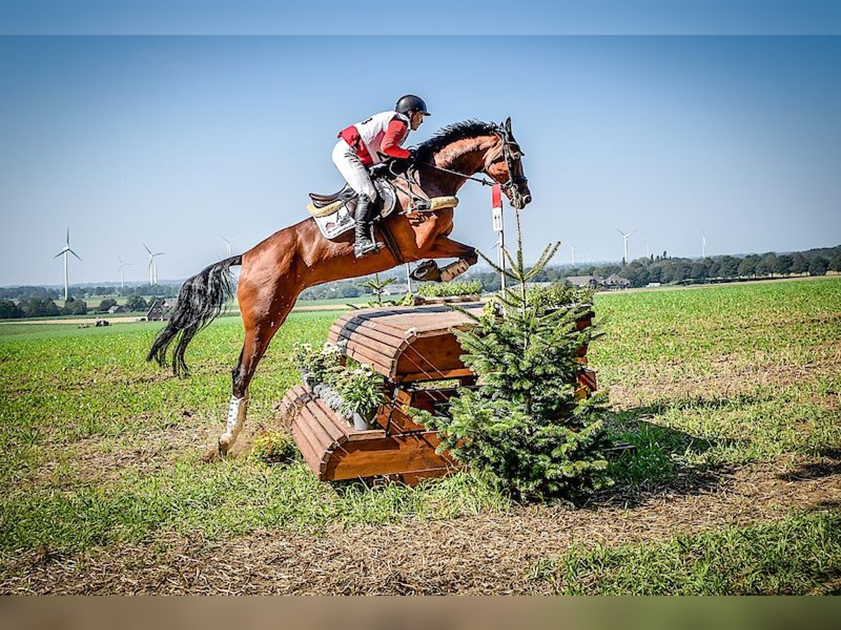 Koń westfalski Klacz 11 lat 175 cm Gniada in Fürstenau