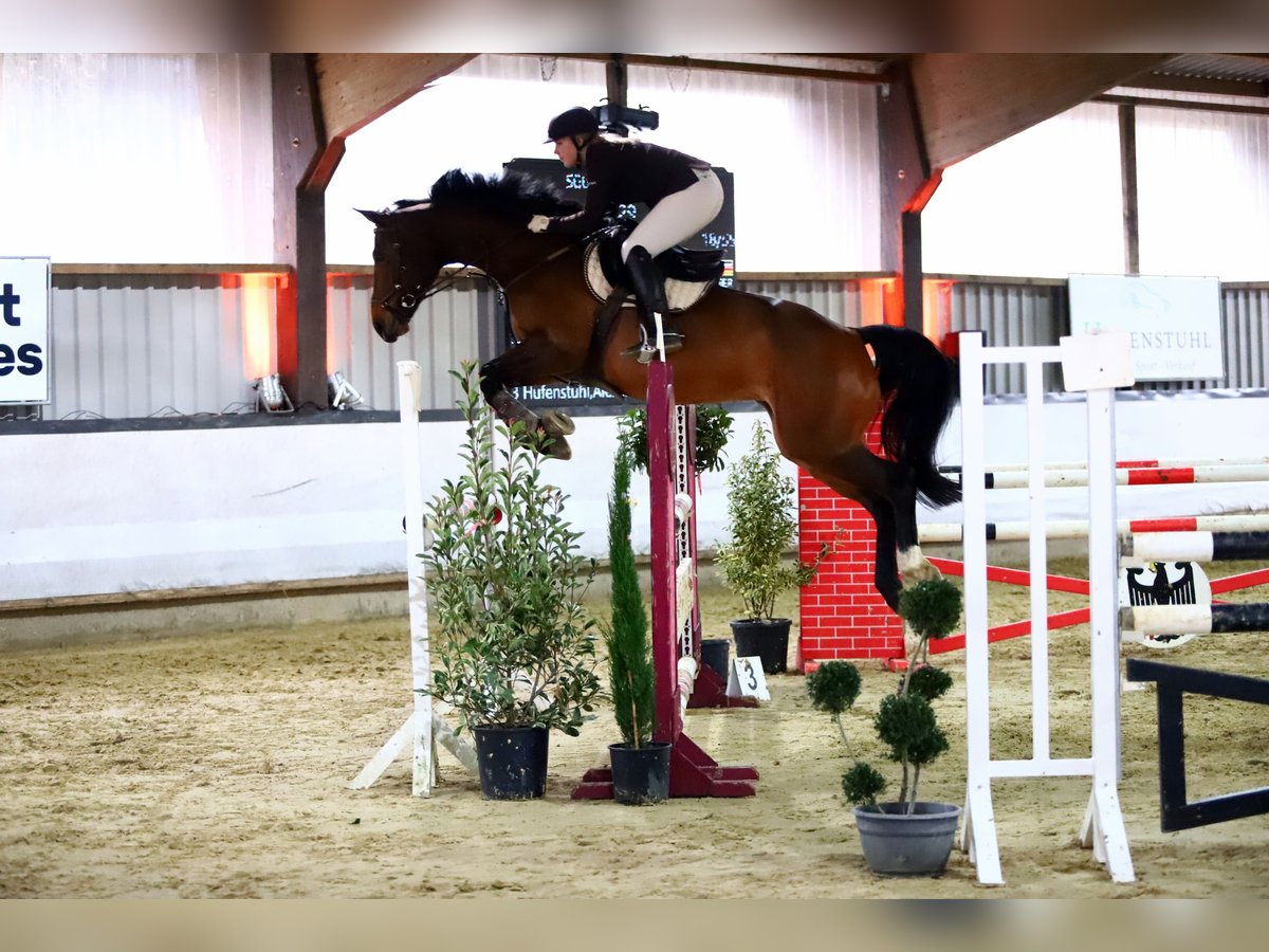 Koń westfalski Klacz 12 lat 163 cm Gniada in Köln