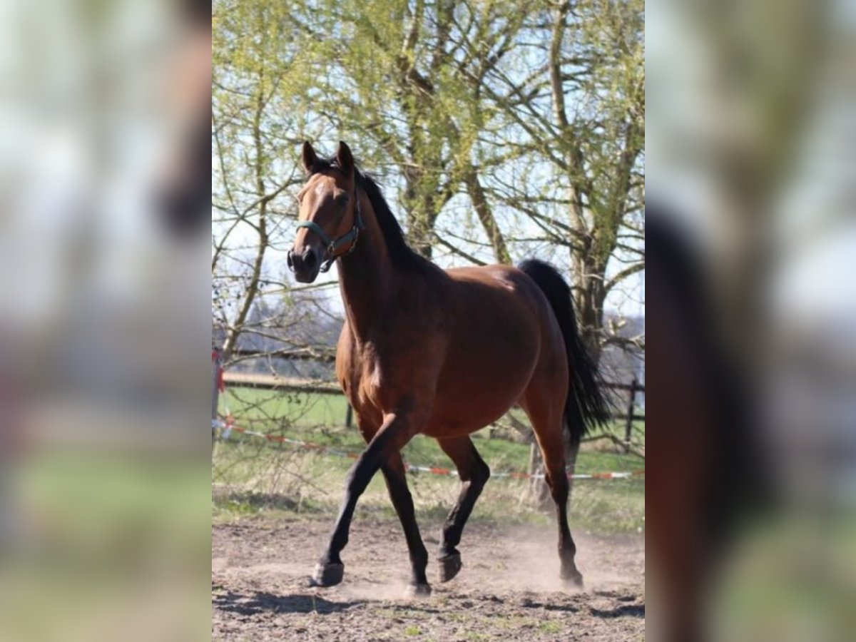 Koń westfalski Klacz 12 lat 164 cm Gniada in Dülmen