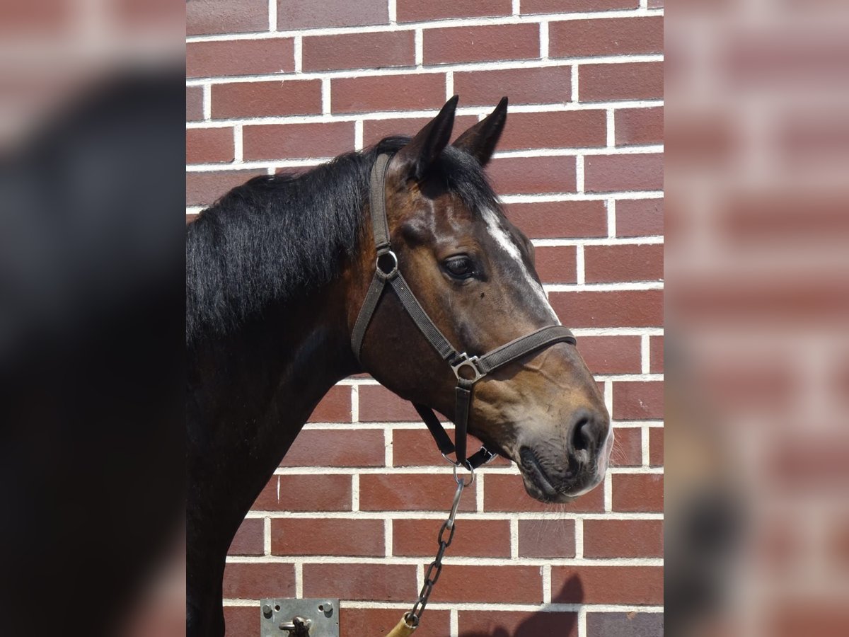 Koń westfalski Klacz 12 lat 170 cm Ciemnogniada in Hövelhof